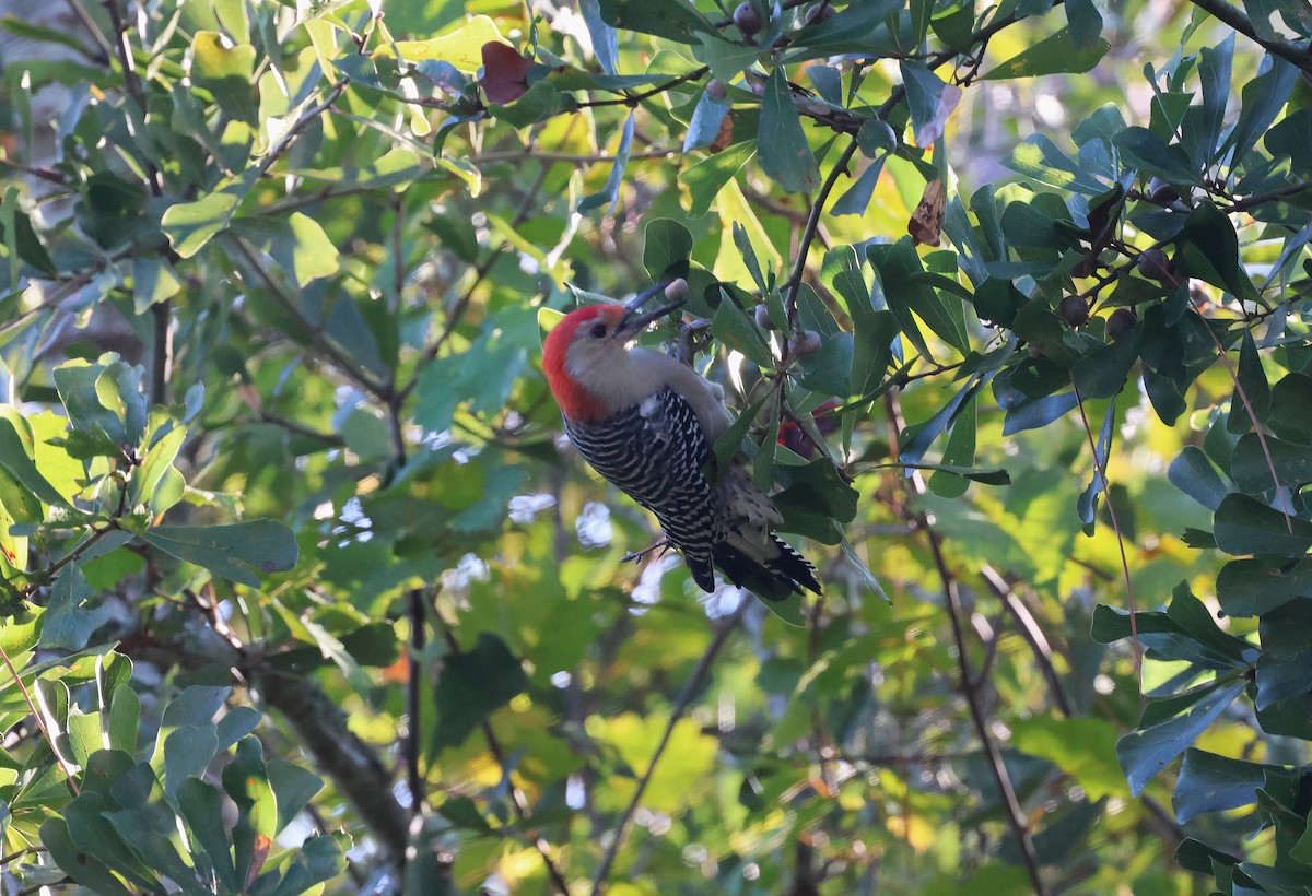 Carolinaspecht - ML645126847