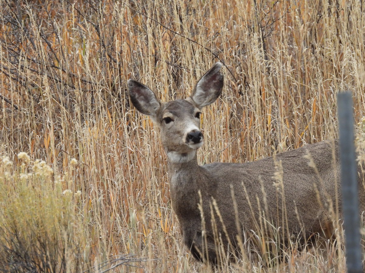 Mule Deer - ML645126854