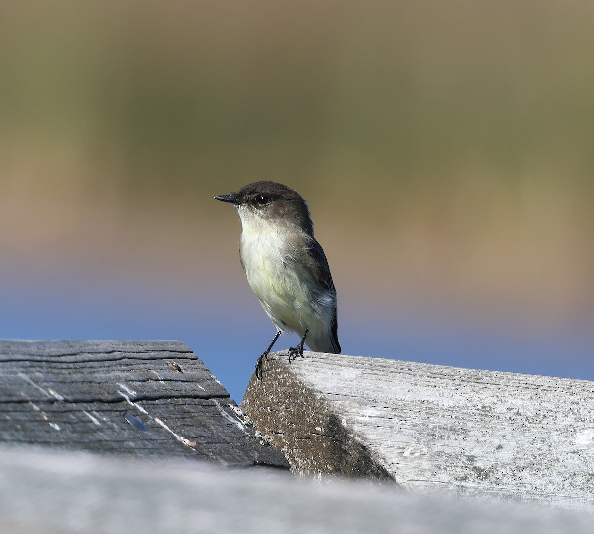 פיבי מזרחית - ML645126861