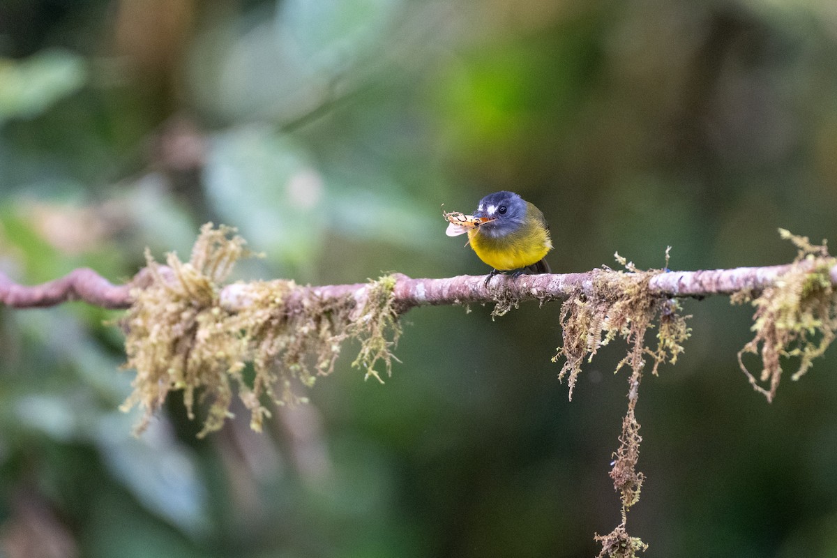 Ornate Flycatcher - ML645126874