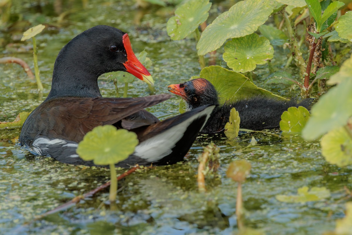 アメリカバン - ML645126888