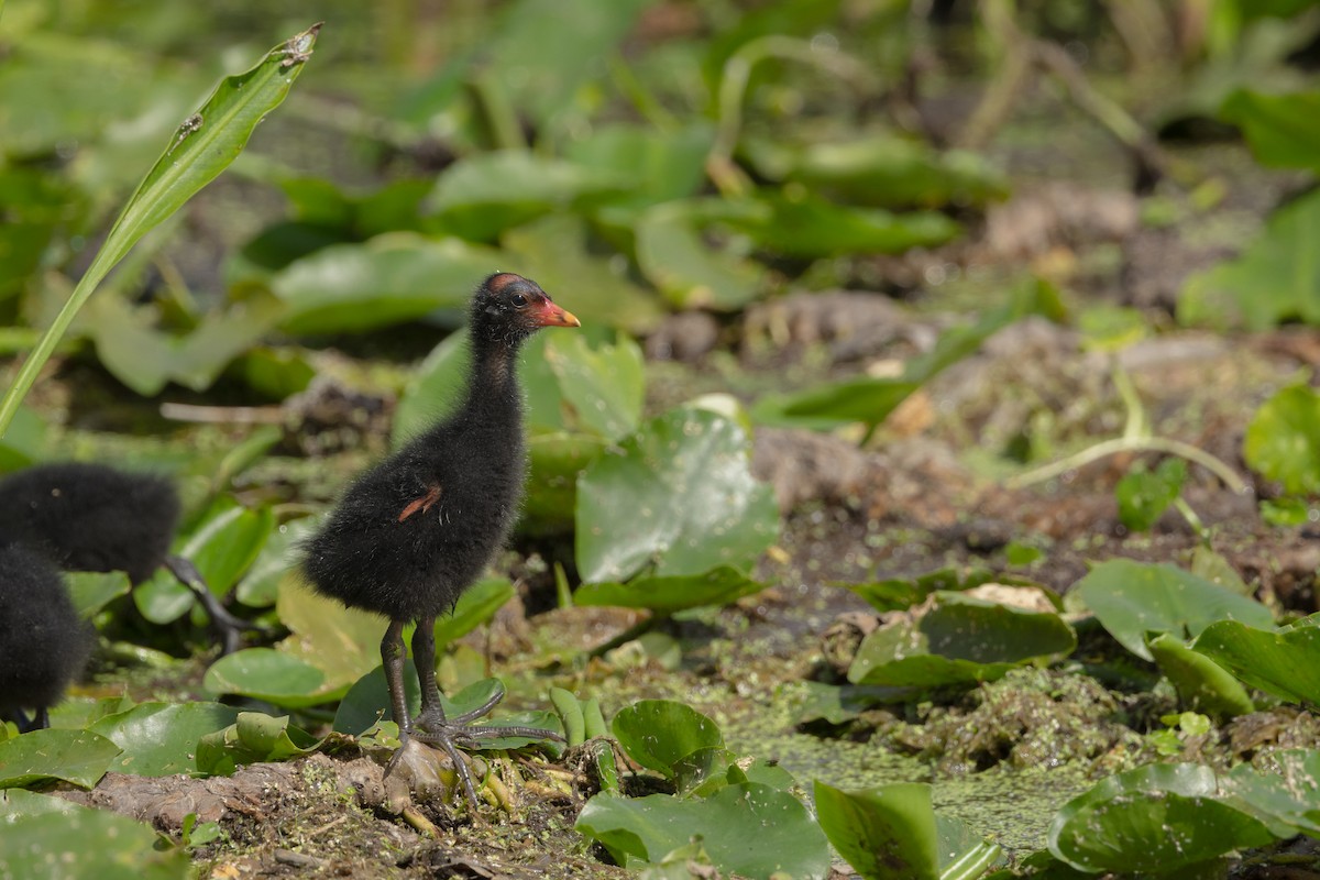 アメリカバン - ML645126891