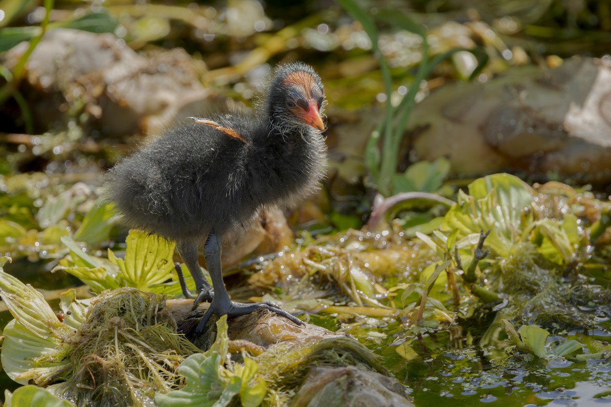 アメリカバン - ML645126892