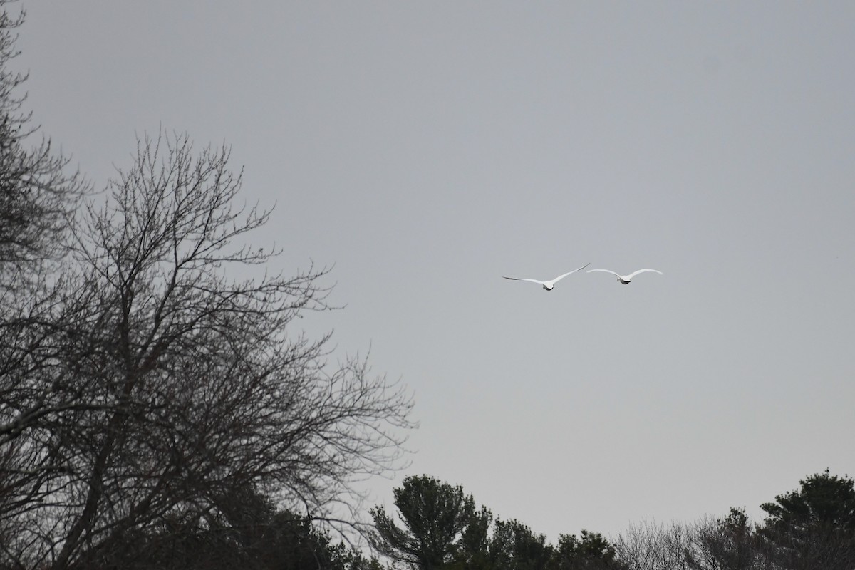 Лебідь-шипун - ML645126894