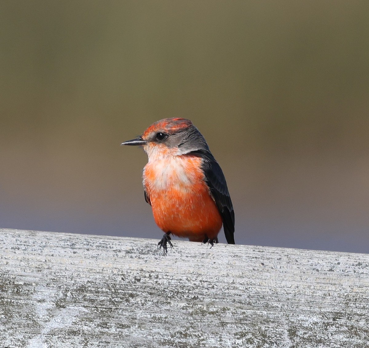 Vermilion Flycatcher - ML645126898
