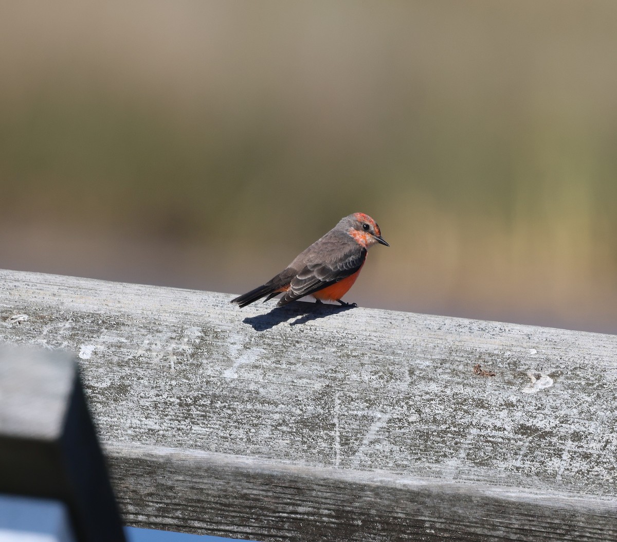 Vermilion Flycatcher - ML645126899