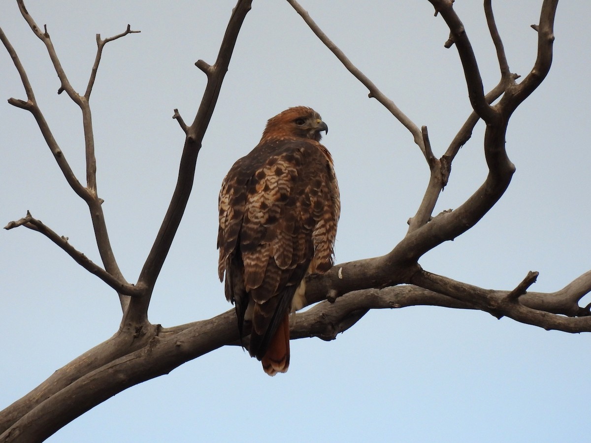 Red-tailed Hawk - ML645126917