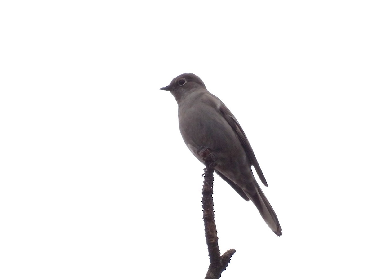 Townsend's Solitaire - ML645126928