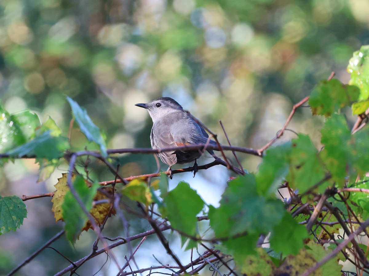 Gray Catbird - ML645126933