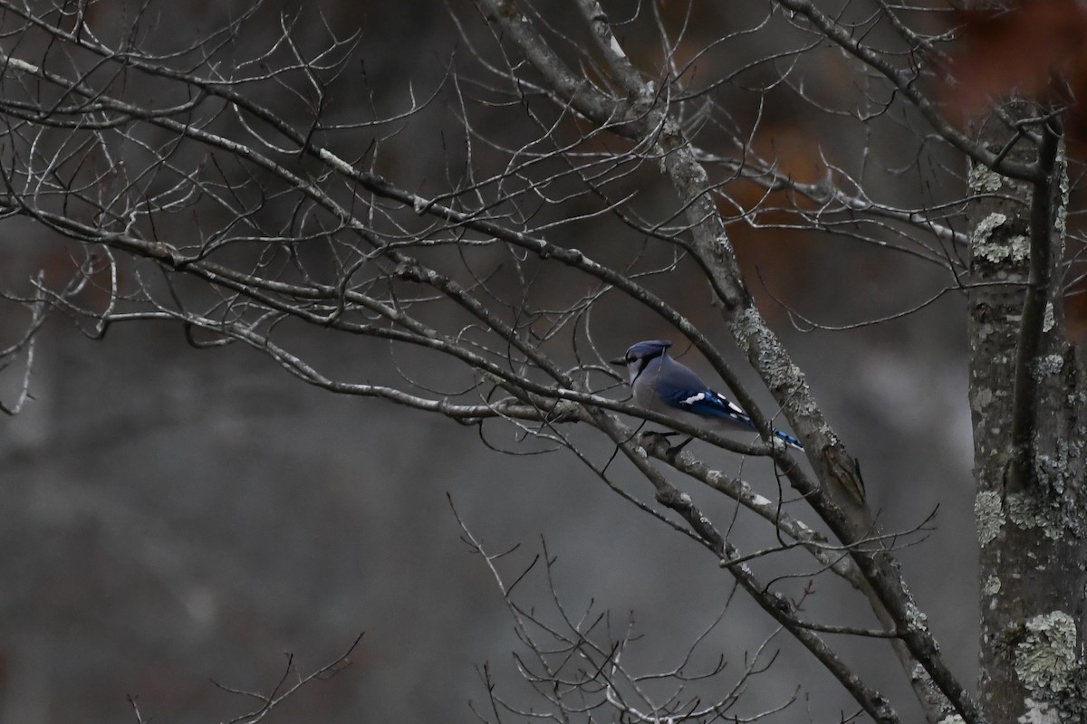 Blue Jay - ML645126939