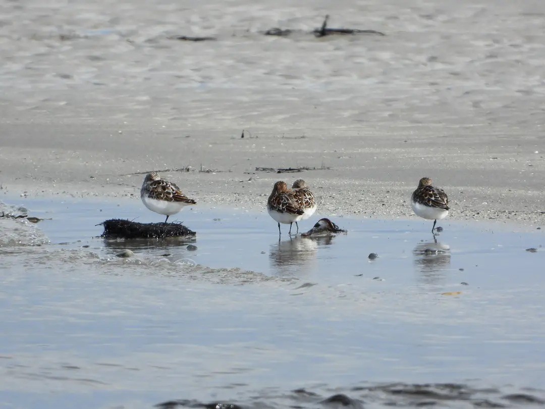 Little Stint - ML645126951