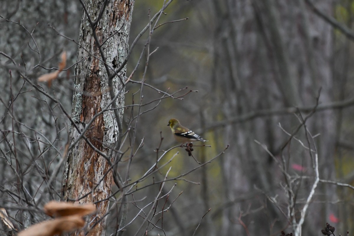 American Goldfinch - ML645126955