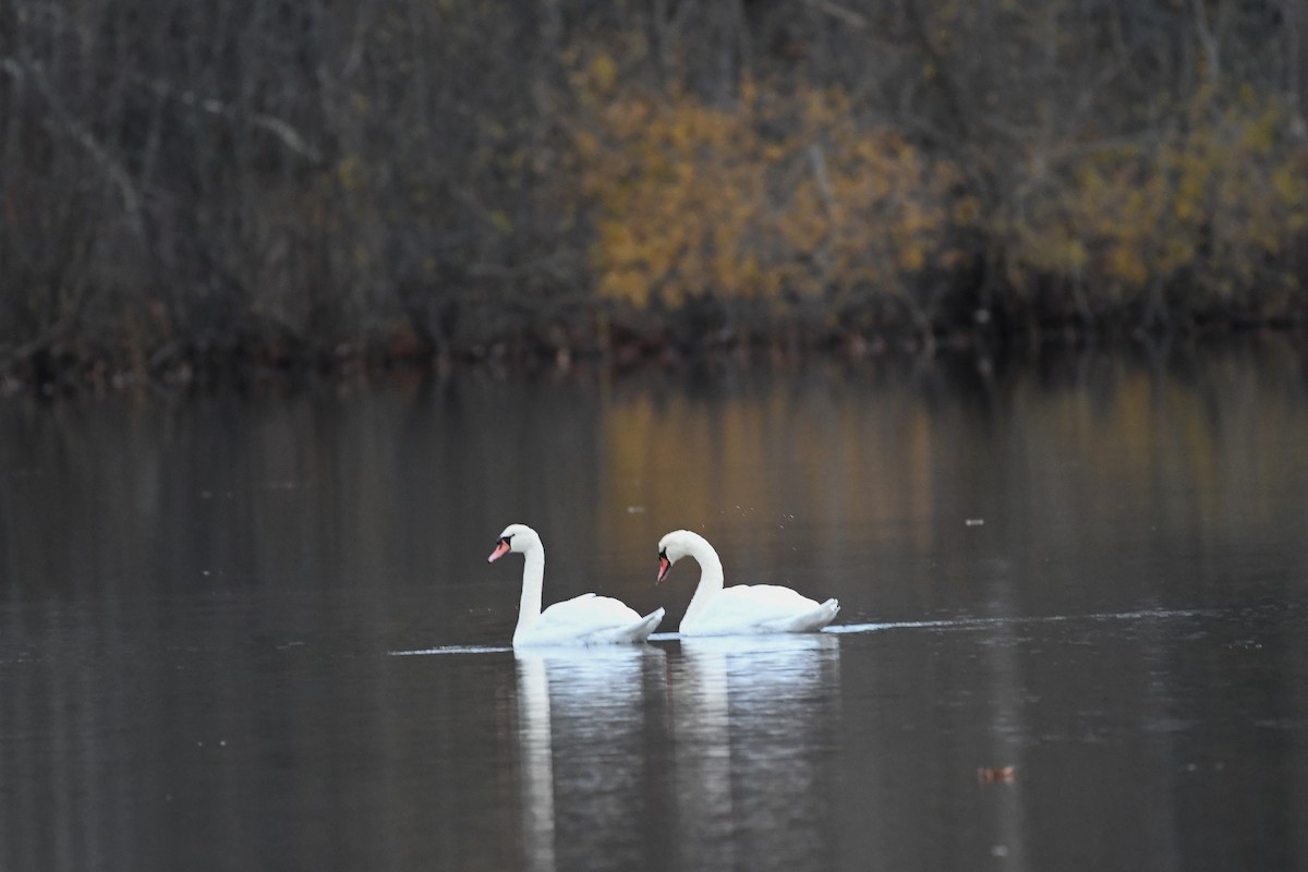 Лебідь-шипун - ML645126967