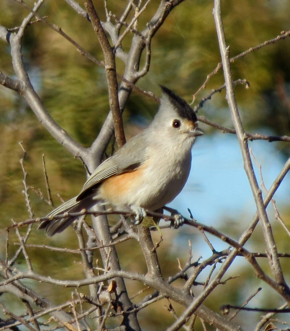 Black-crested Titmouse - ML645126971
