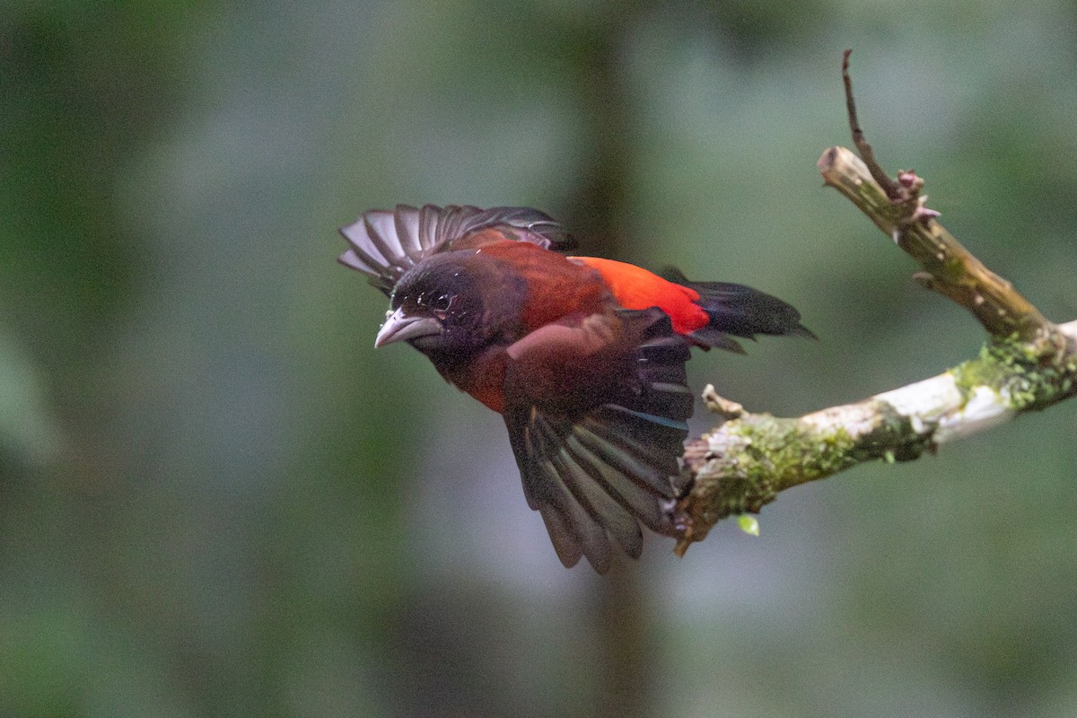 Crimson-backed Tanager - ML645126992