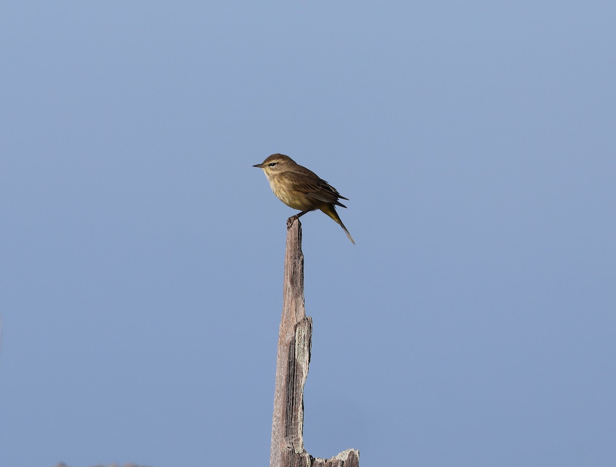 סבכון חום-כיפה - ML645127001