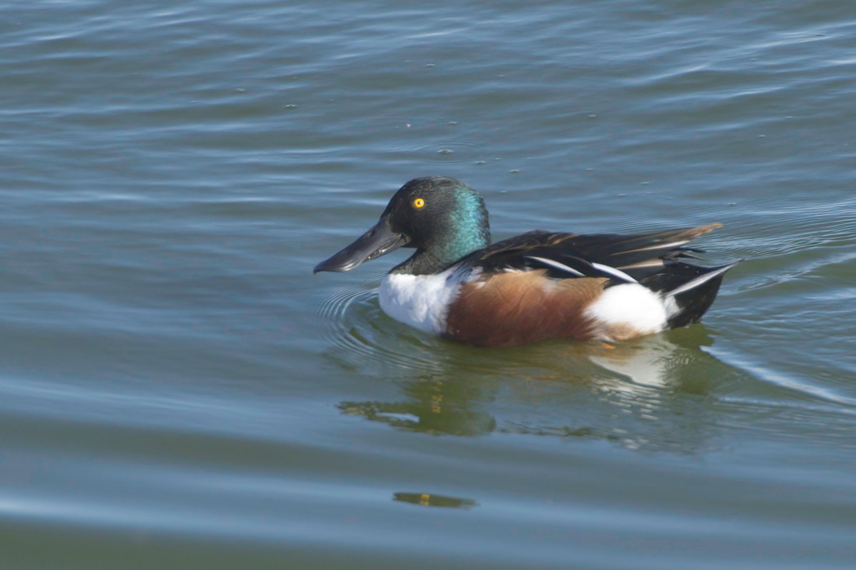 Ahate mokozabal zuria - ML645127002