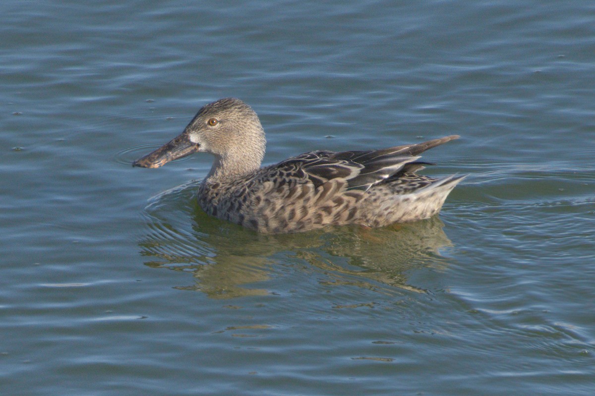 Ahate mokozabal zuria - ML645127004