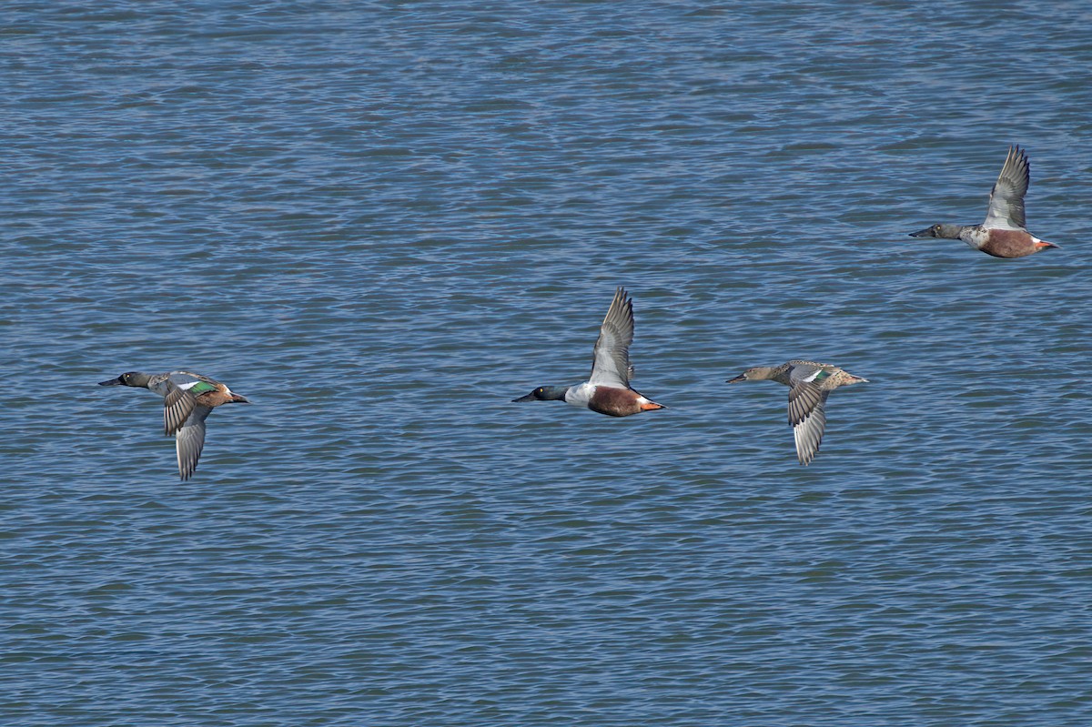 Ahate mokozabal zuria - ML645127005