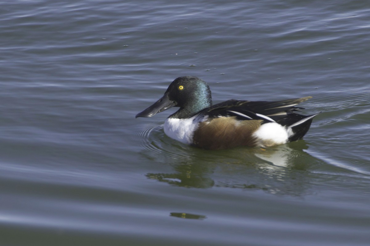 Ahate mokozabal zuria - ML645127007