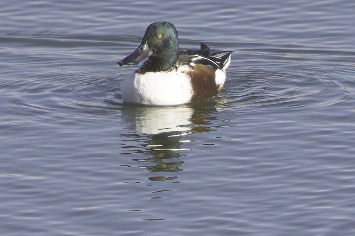 Ahate mokozabal zuria - ML645127008