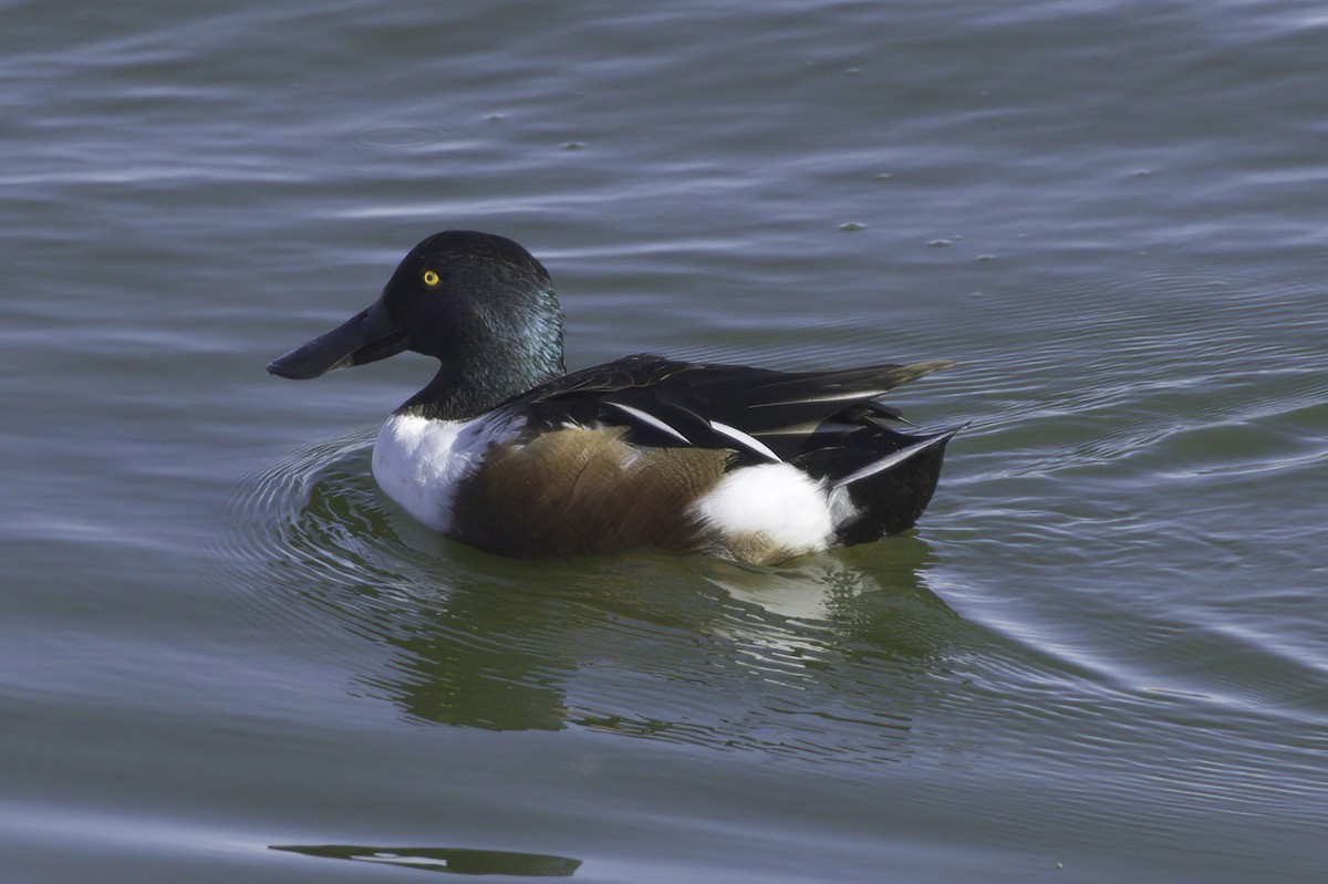 Ahate mokozabal zuria - ML645127011