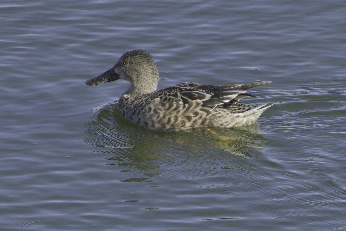 Ahate mokozabal zuria - ML645127013