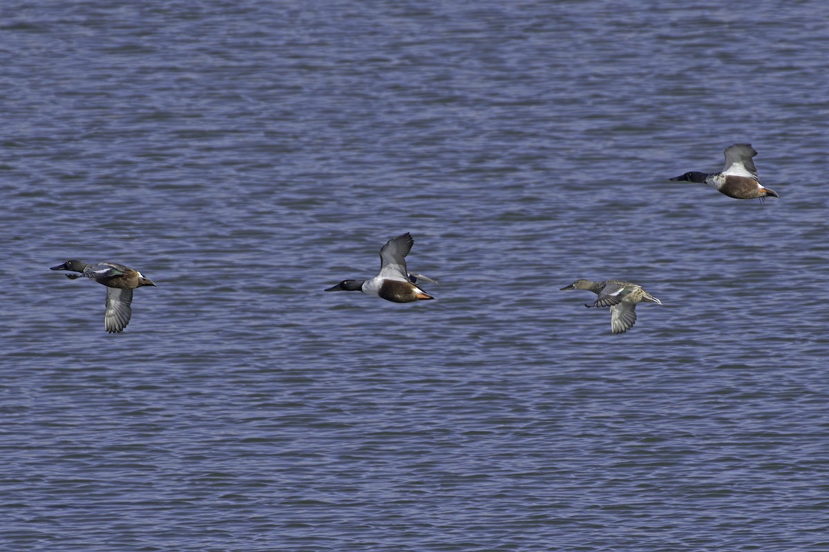 Ahate mokozabal zuria - ML645127014