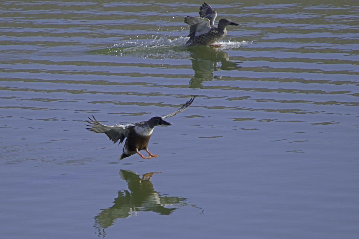 Ahate mokozabal zuria - ML645127015