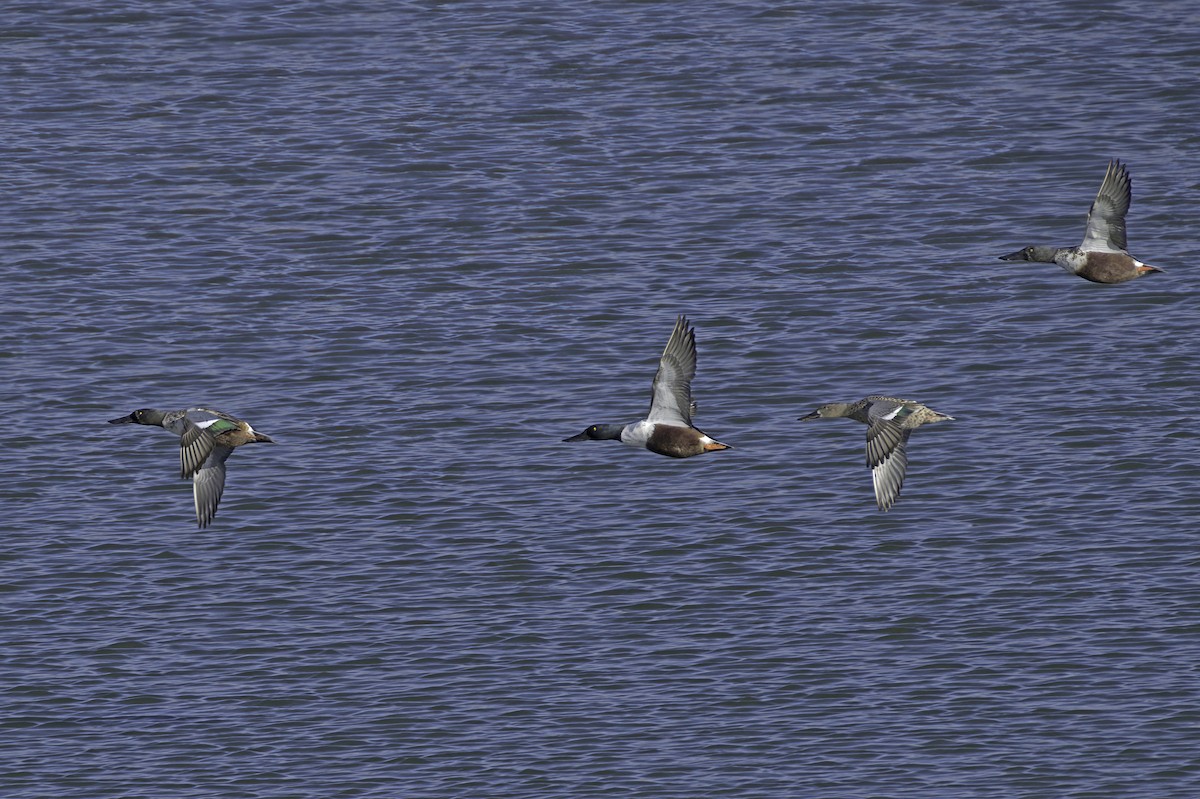 Ahate mokozabal zuria - ML645127016