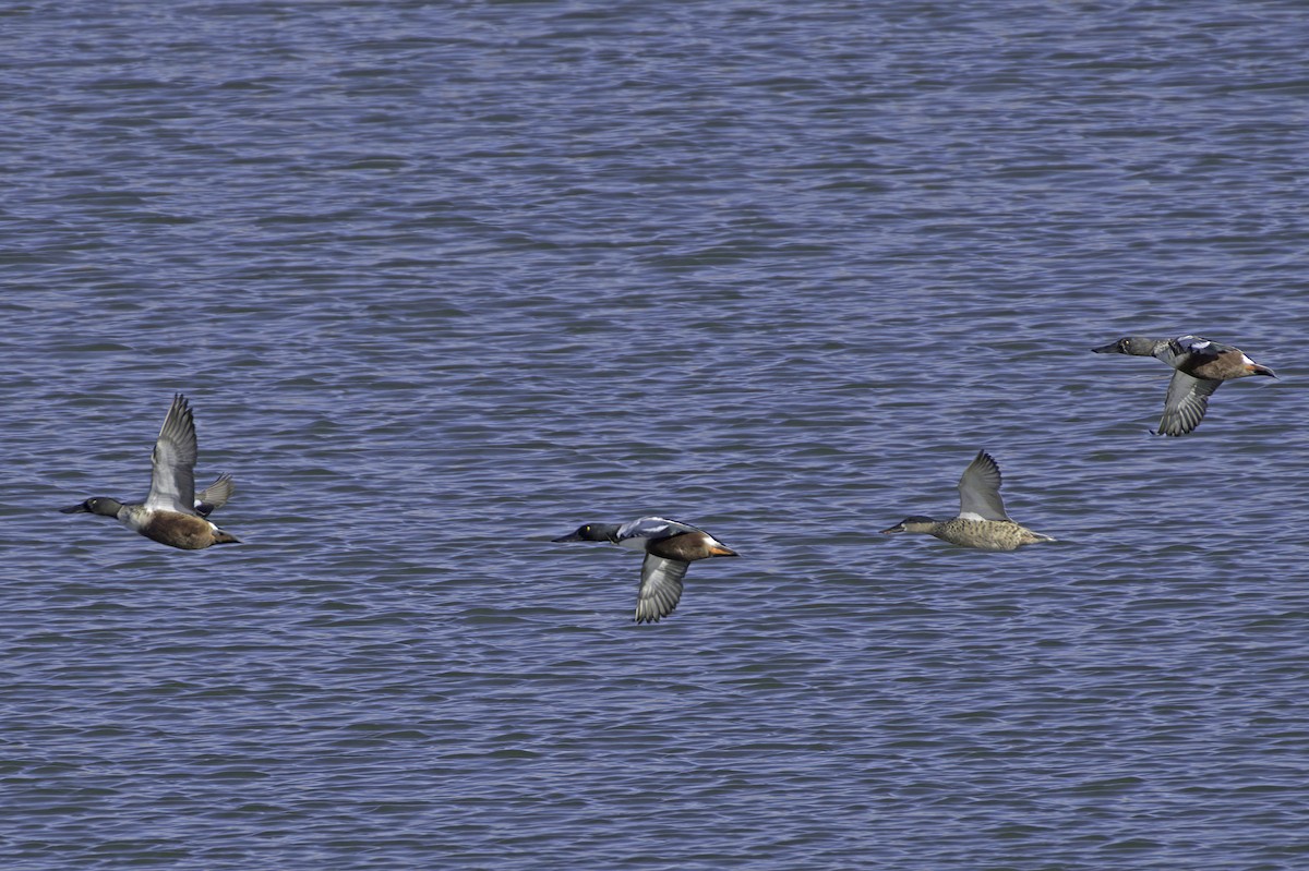 Ahate mokozabal zuria - ML645127017