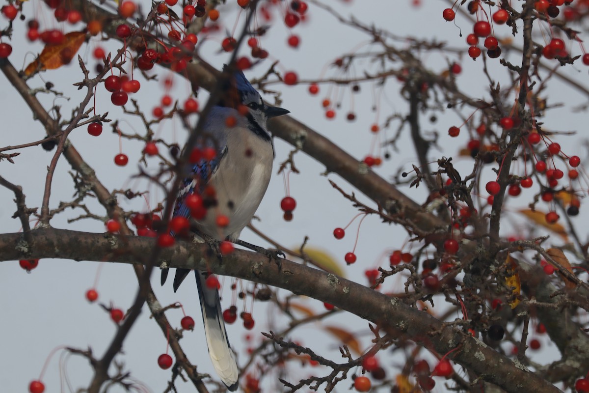 Blue Jay - ML645127039