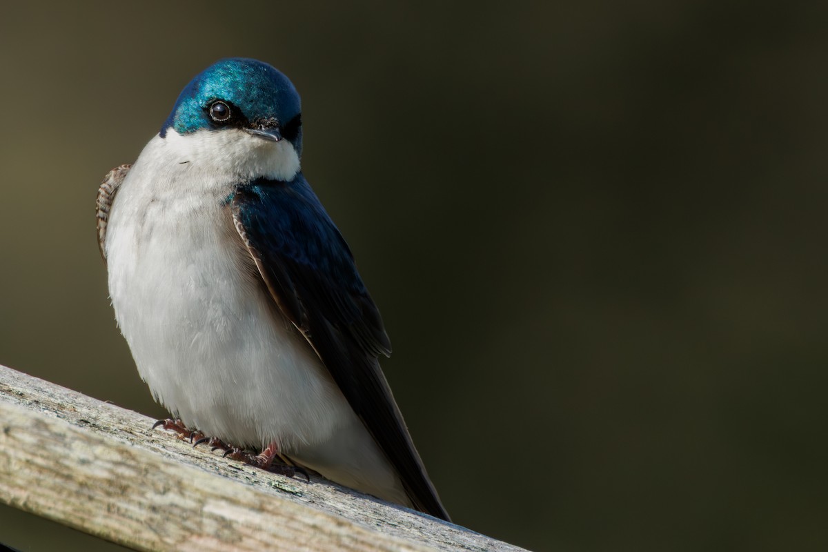 Tree Swallow - ML645127063
