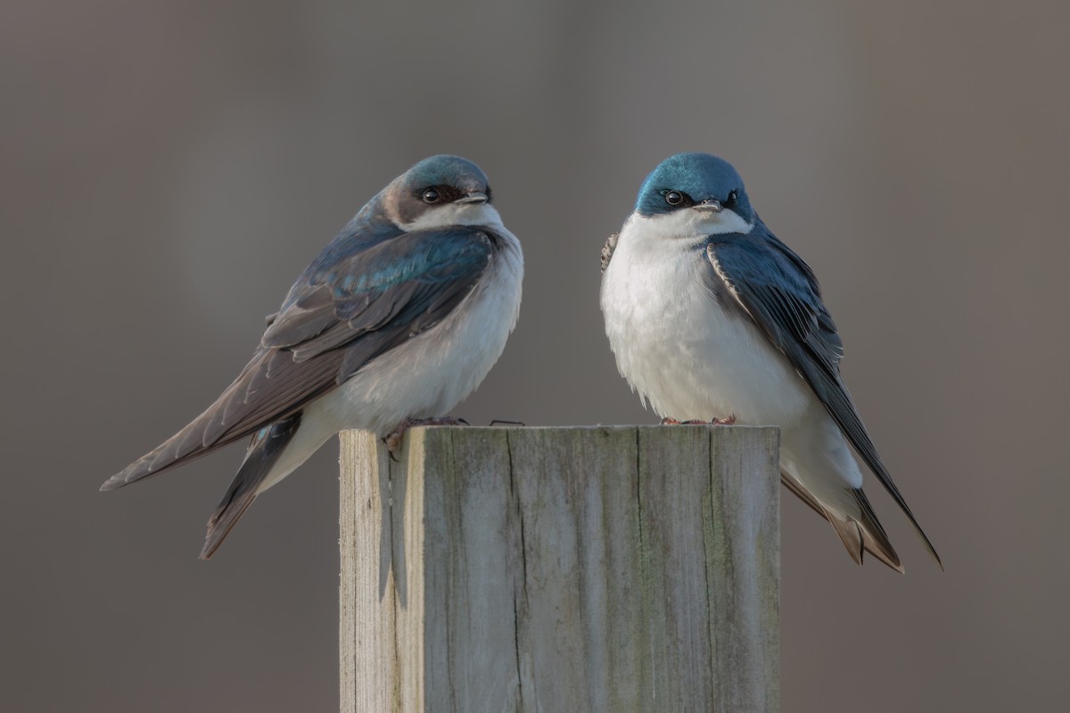 Tree Swallow - ML645127064