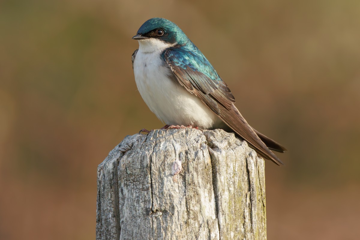 Tree Swallow - ML645127065