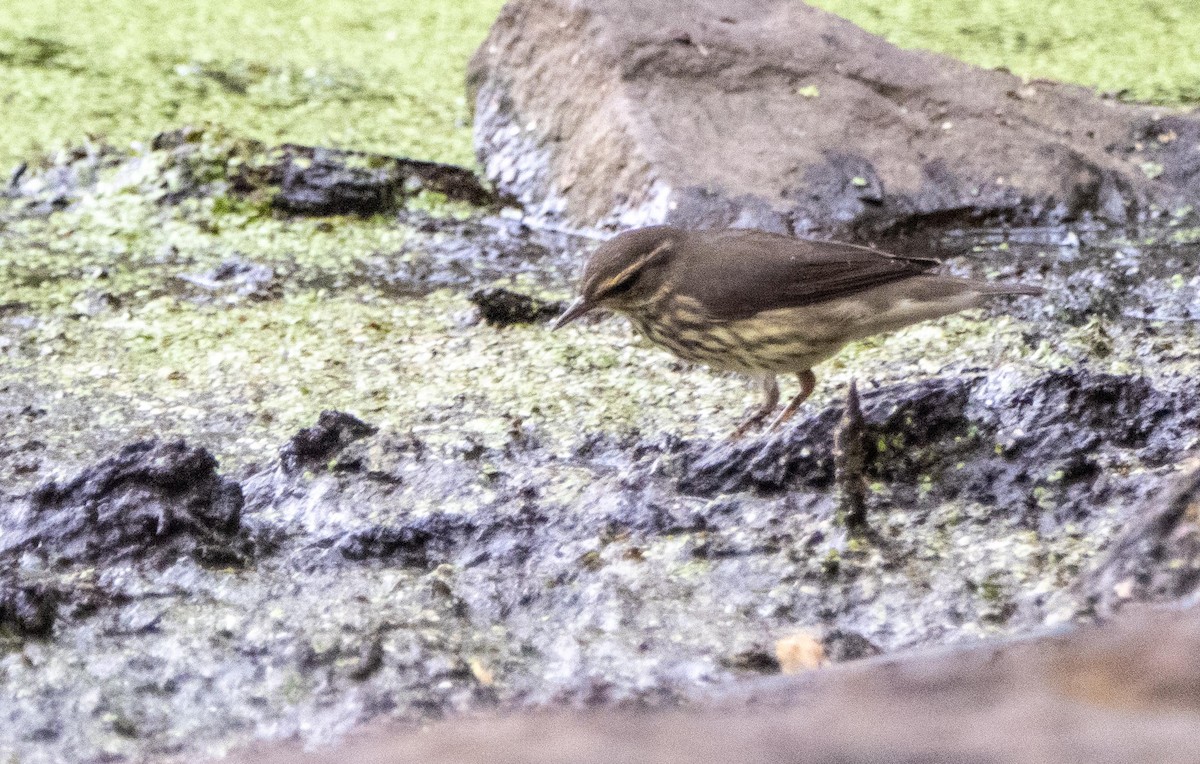 Northern Waterthrush - ML645127067