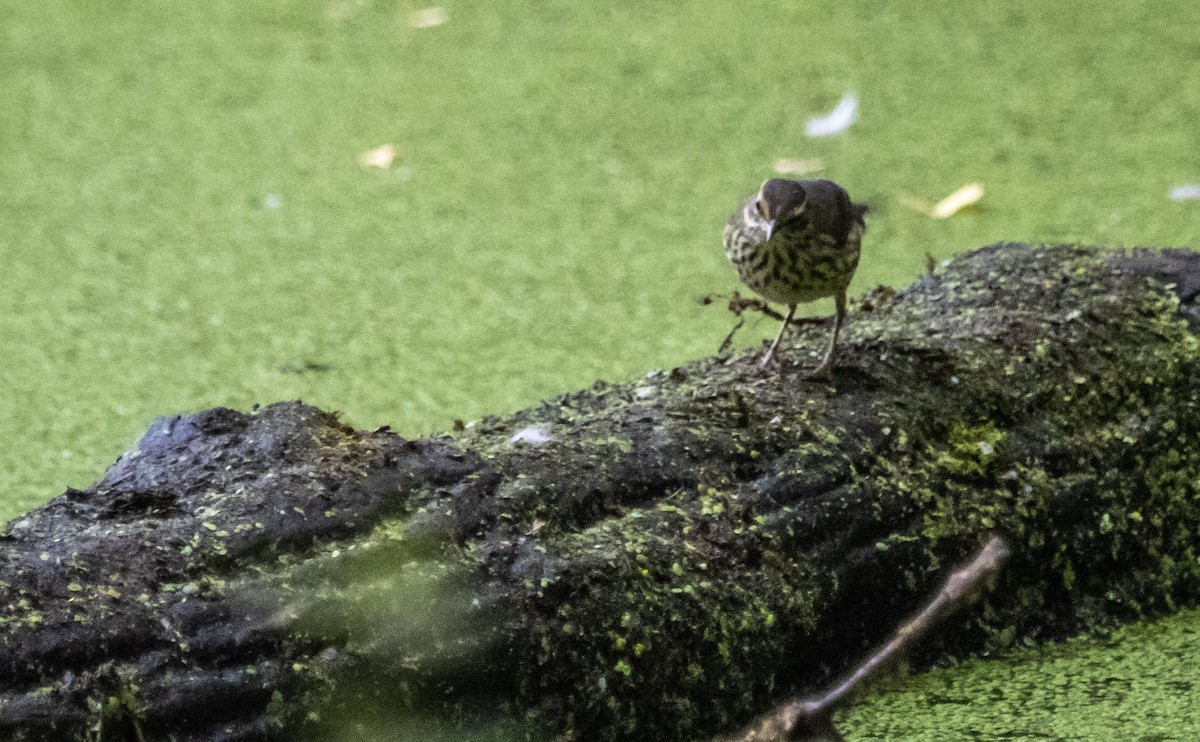 Northern Waterthrush - ML645127069