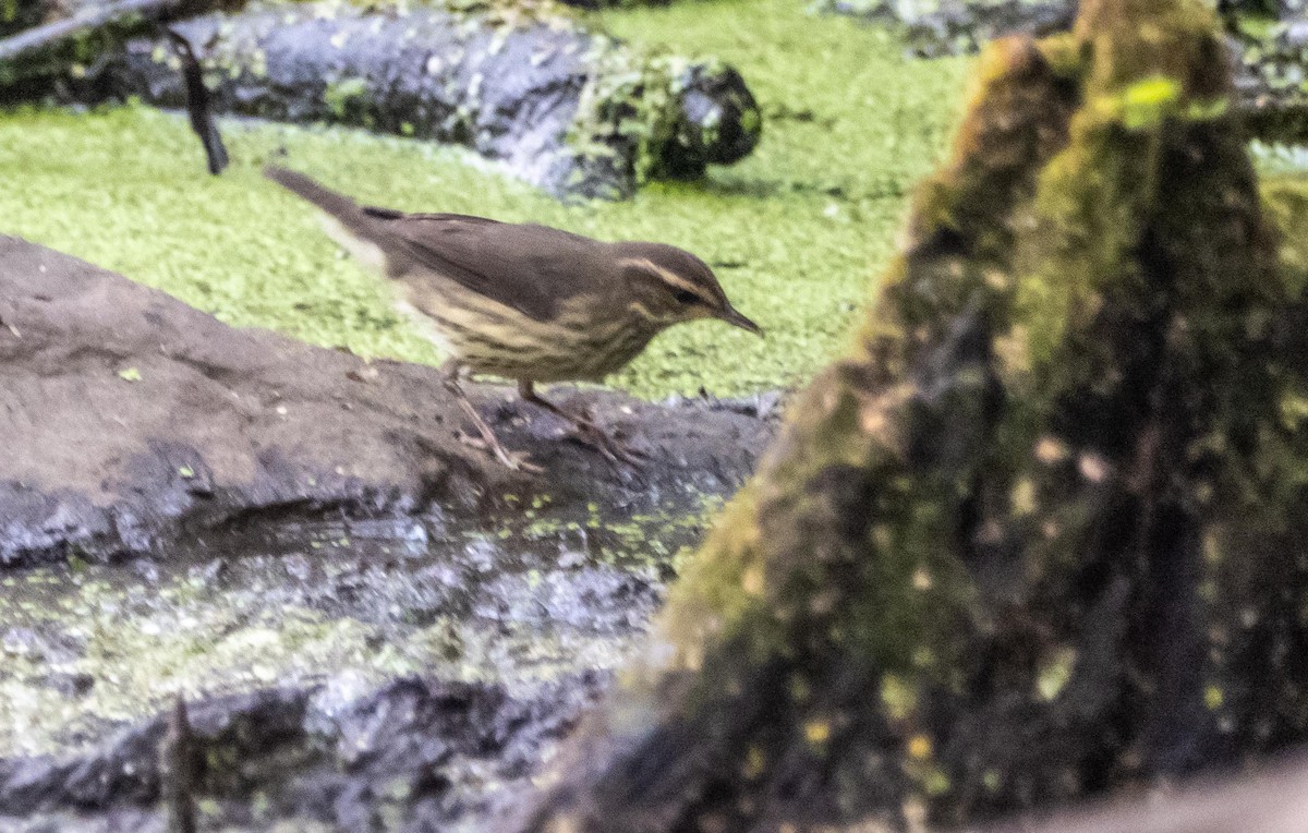 Northern Waterthrush - ML645127070