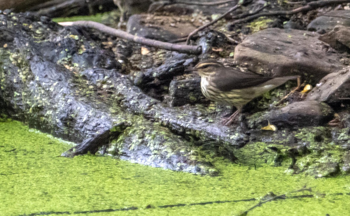 Northern Waterthrush - ML645127071
