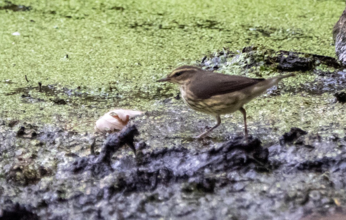 Northern Waterthrush - ML645127072