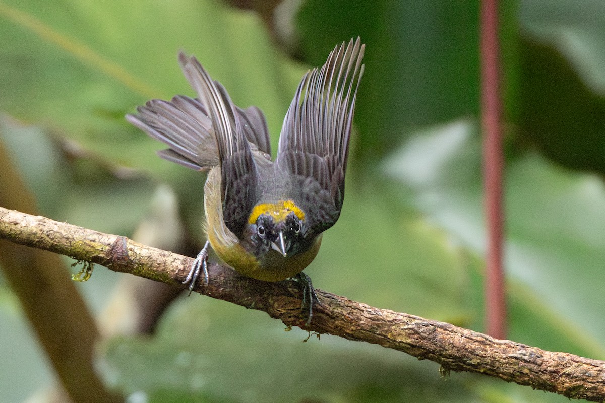 Dusky-faced Tanager - ML645127076