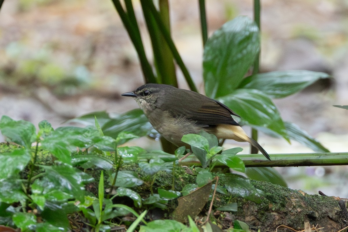 Buff-rumped Warbler - ML645127078