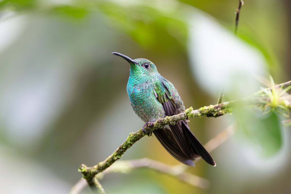 White-vented Plumeleteer - ML645127084