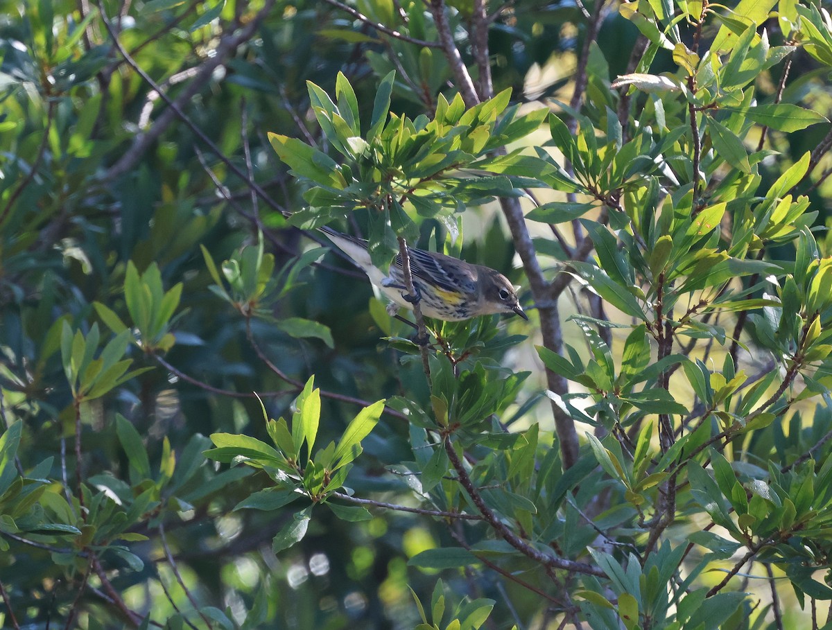 סבכון הכתר - ML645127088