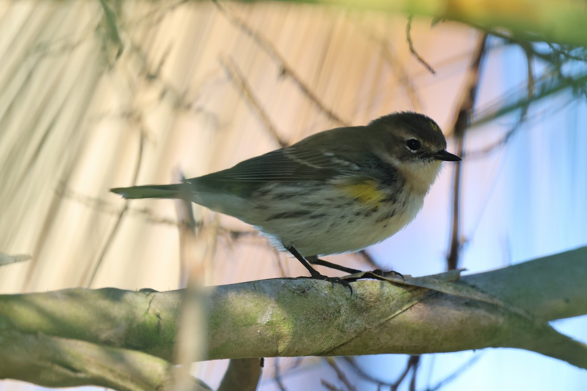 סבכון הכתר - ML645127091