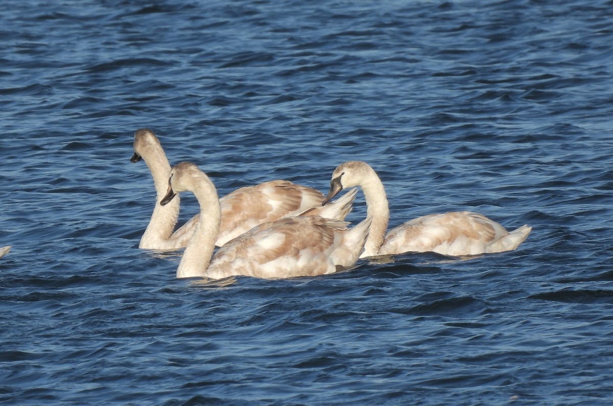 Лебідь-шипун - ML645127099