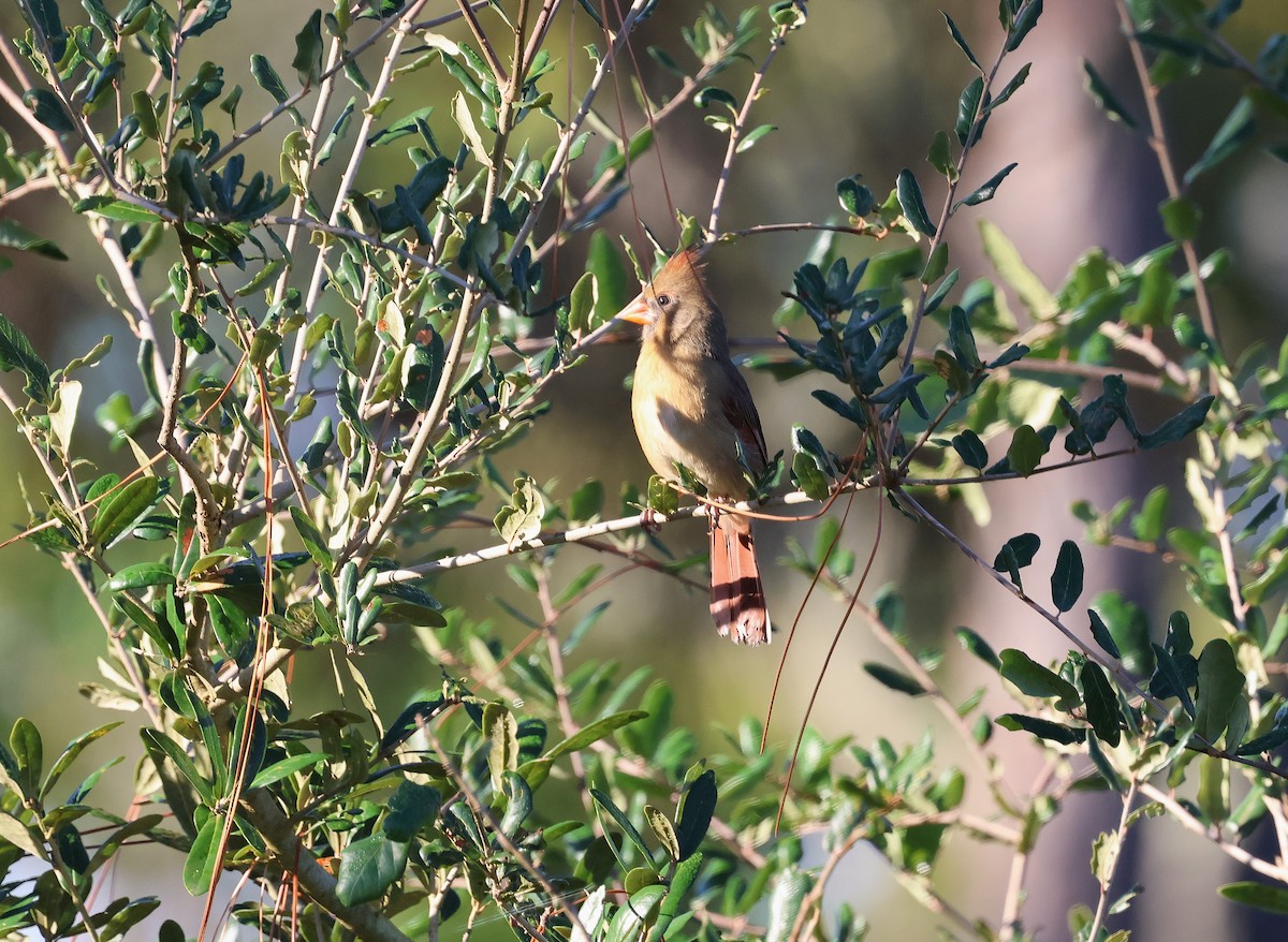 קרדינל צפוני - ML645127113