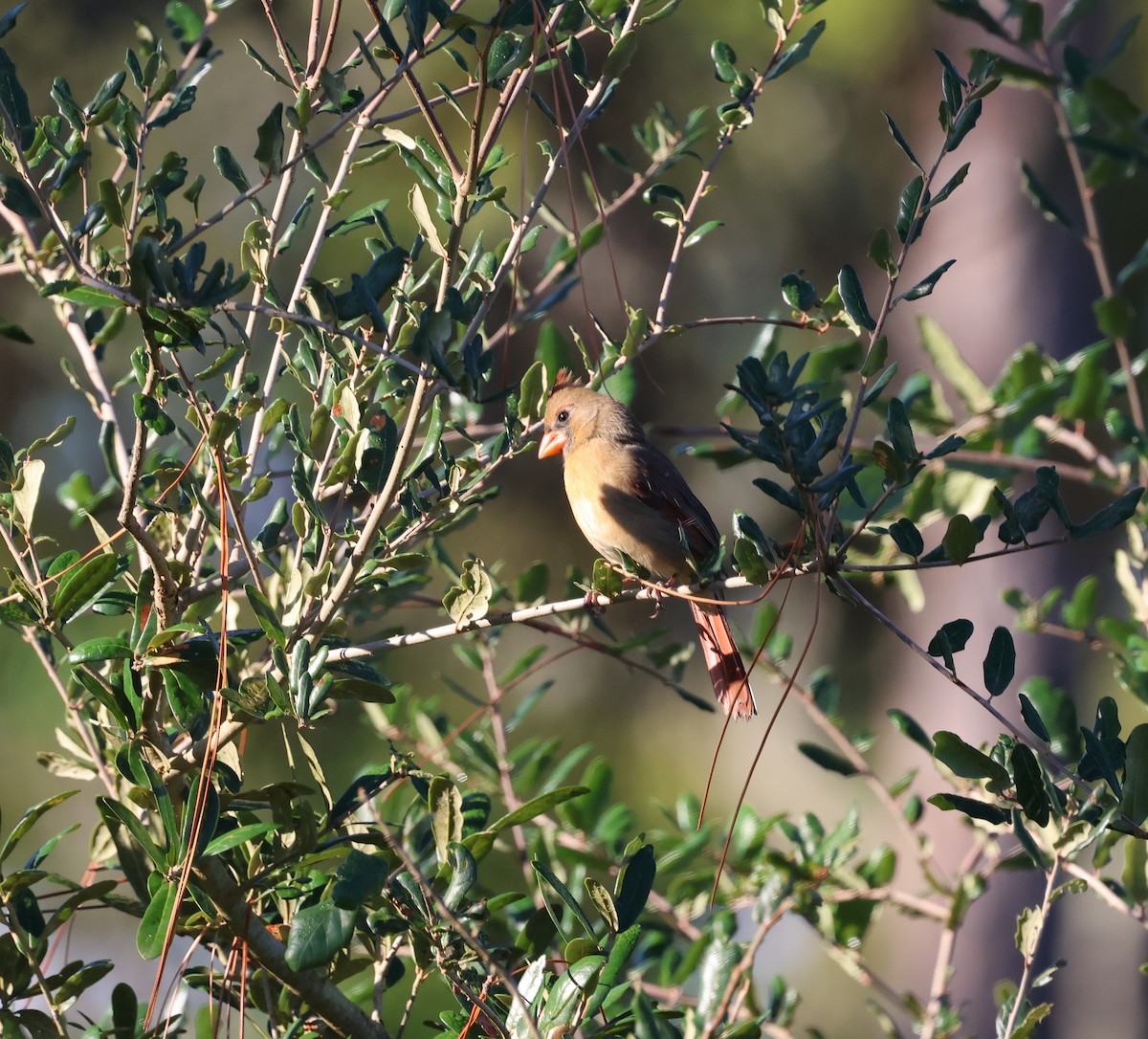 קרדינל צפוני - ML645127114