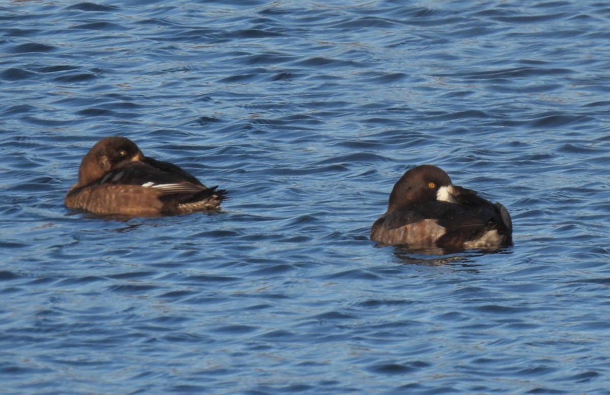 スズガモ - ML645127120