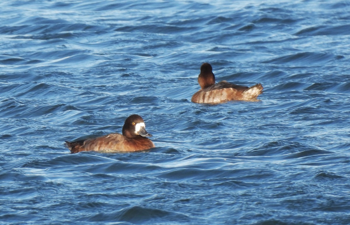 スズガモ - ML645127121